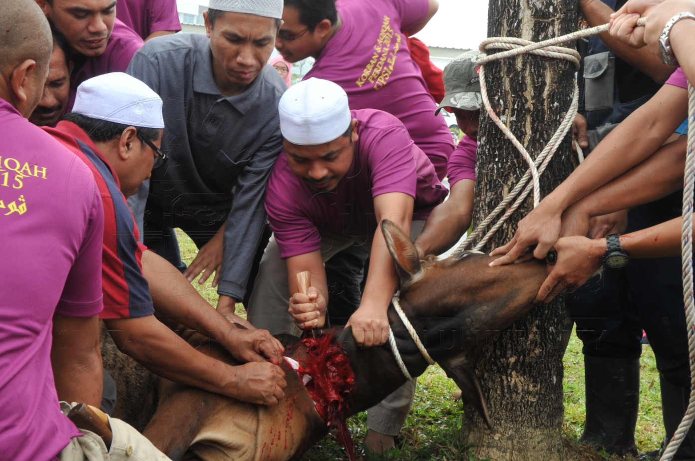 PRO15 150 KORBAN HAS 6788